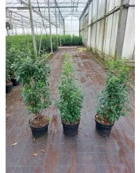 Portugiesischer Lorbeer