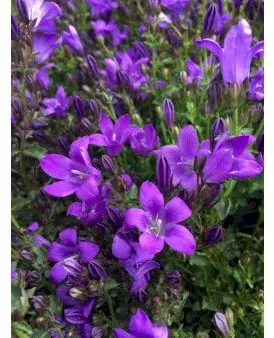 Kriechende Glockenblume